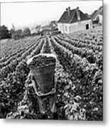 Grape Harvest In Burgundy 1969 Metal Print