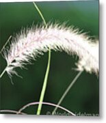 Grass In Sunlight Metal Print