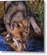 Gray Wolf Pup Endangered Species Wildlife Rescue Metal Print