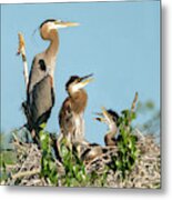 Great Blue Heron Family In The Nest Metal Print