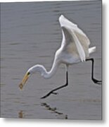 Great Egret Metal Print