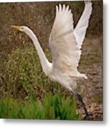 Great Egret Taking Flight Near Richardson Bay Metal Print