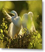 Great Egrets In The Early Morning Sun Metal Print