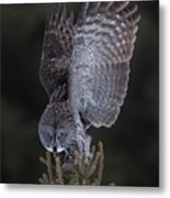 Great Gray Owl Metal Print
