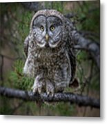 Great Gray Owl -grand Teton Nps Metal Print