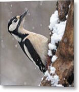 Great Spotted Woodpecker And First Snow Metal Print