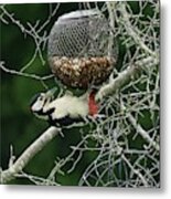 Great Spotted Woodpecker #1 Metal Print