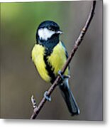 Great Tit Perching On The Twig Metal Print