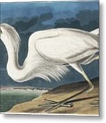 Great White Heron From Birds Of America 1827 By John James Audubon 1785 - 1851 , Etched By Rober Metal Print