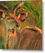 Greater Kudu Portrait Metal Print