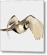 Greater Sage Grouse On The Wing Metal Print