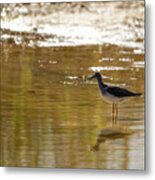 Greater Yellowlegs Shorebird Metal Print