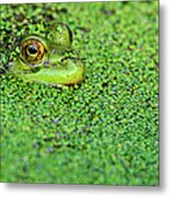 Green Bullfrog In Pond Metal Print