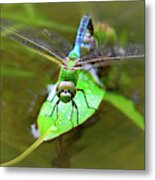 Green Darner Dragonfly Metal Print