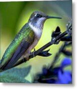 Green Hummingbird Resting Metal Print