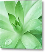 Green In Spring,aloe Sap Metal Print