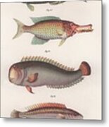 Green Parrotfish. Indian Longmouth Metal Print