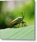 Green Shield Bug Metal Print