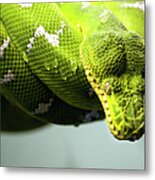 Green Snake Curled And Resting Metal Print