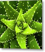 Green Succulent Close-up Metal Print