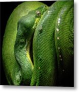 Green Tree Boa Metal Print