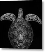 Green Turtle On Black And White Metal Print