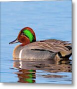 Green-winged Teal On The Pond Metal Print