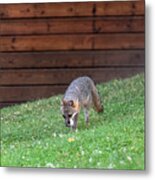 Grey Fox With White Mouse Metal Print