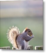 Grey Squirrel In Late Autumn Metal Print