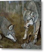 Grey Wolf Canis Lupus - Wolf - Ulv - Varg - Fine Art Print - Stock Illustration - Stock Image Metal Print