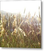 Grimstad Wheat Metal Print