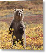 Grizzly Bear Standing Amid Autumn Metal Print