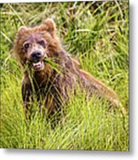 Grizzly Cub Grazing, Alaska Metal Print