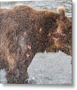 Grizzly Fate Metal Print