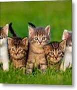 Group Of Five Little Kittens Sitting Metal Print