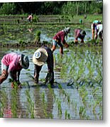 Group Of Rice Plantation Farmers - Metal Print