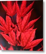 Guardsman Red Japanese Maple Leaves Metal Print