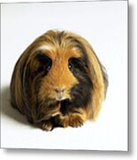 Guinea Pig Against White Background Metal Print