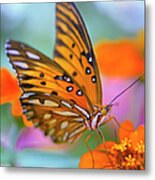 Gulf Fliterary Butterfly Metal Print