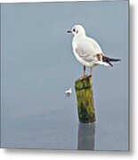 Gull And Feather Metal Print