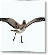 Gull Iii Metal Print