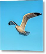 Gull In Flight 2 Metal Print