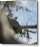 Gusts Of Snow Are Being Blown From Spruce Trees Metal Print