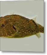Hairy Pufferfish Tetraodon Baileyi Metal Print