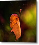 Hanging By A Thread Metal Print