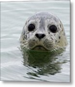 Harbor Seal Pup In Elkhorn Slough Metal Print