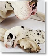 Harlequin Great Dane Puppy Sleeping On Metal Print