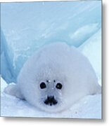 Harp Seal Phoca Groenlandica Metal Print