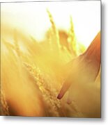 Harvest In The Morning Metal Print