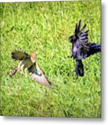 Hawk Attacks Crow Metal Print